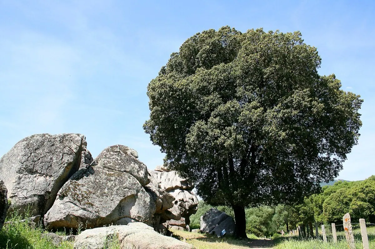 Acorn (Holm and Cork Oak)