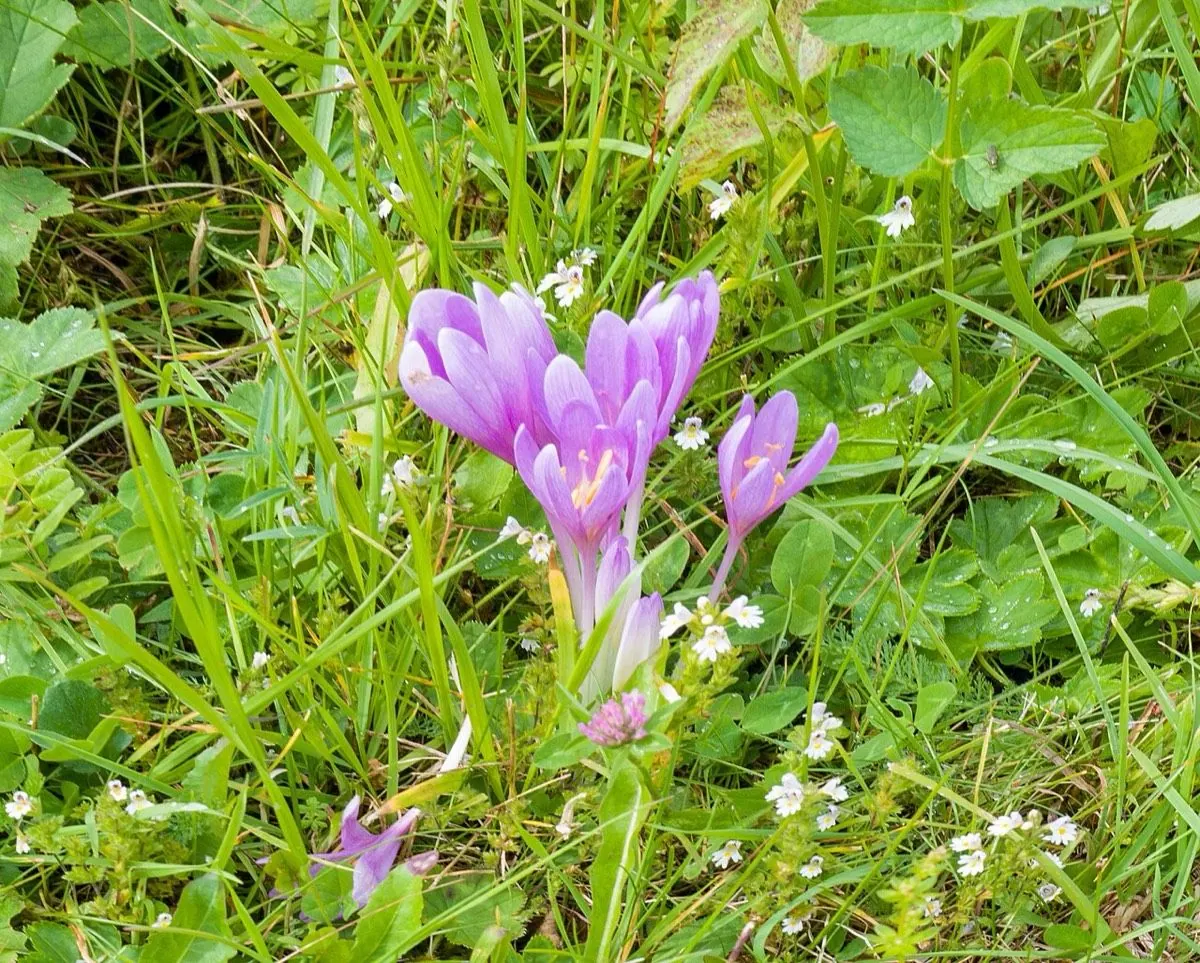 Autumn Crocus