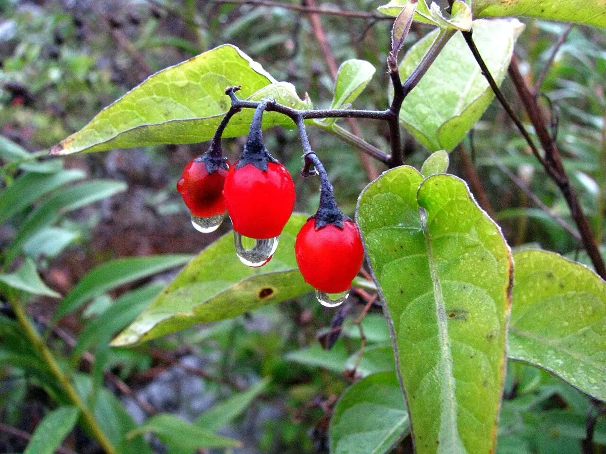 Bittersweet