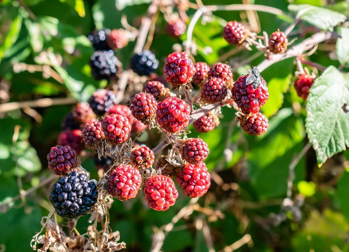 Blackberry