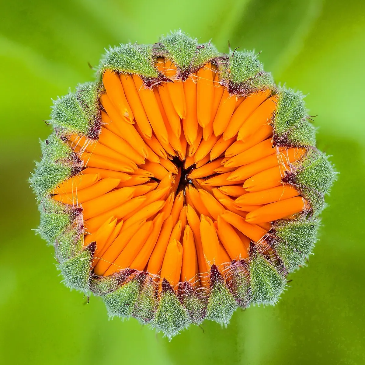Calendula (Pot Marigold)
