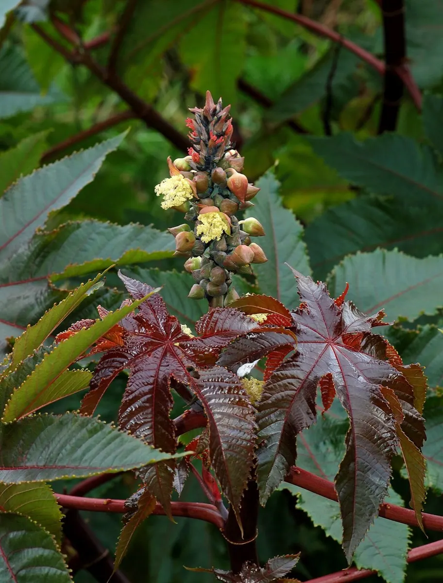 Castor Bean