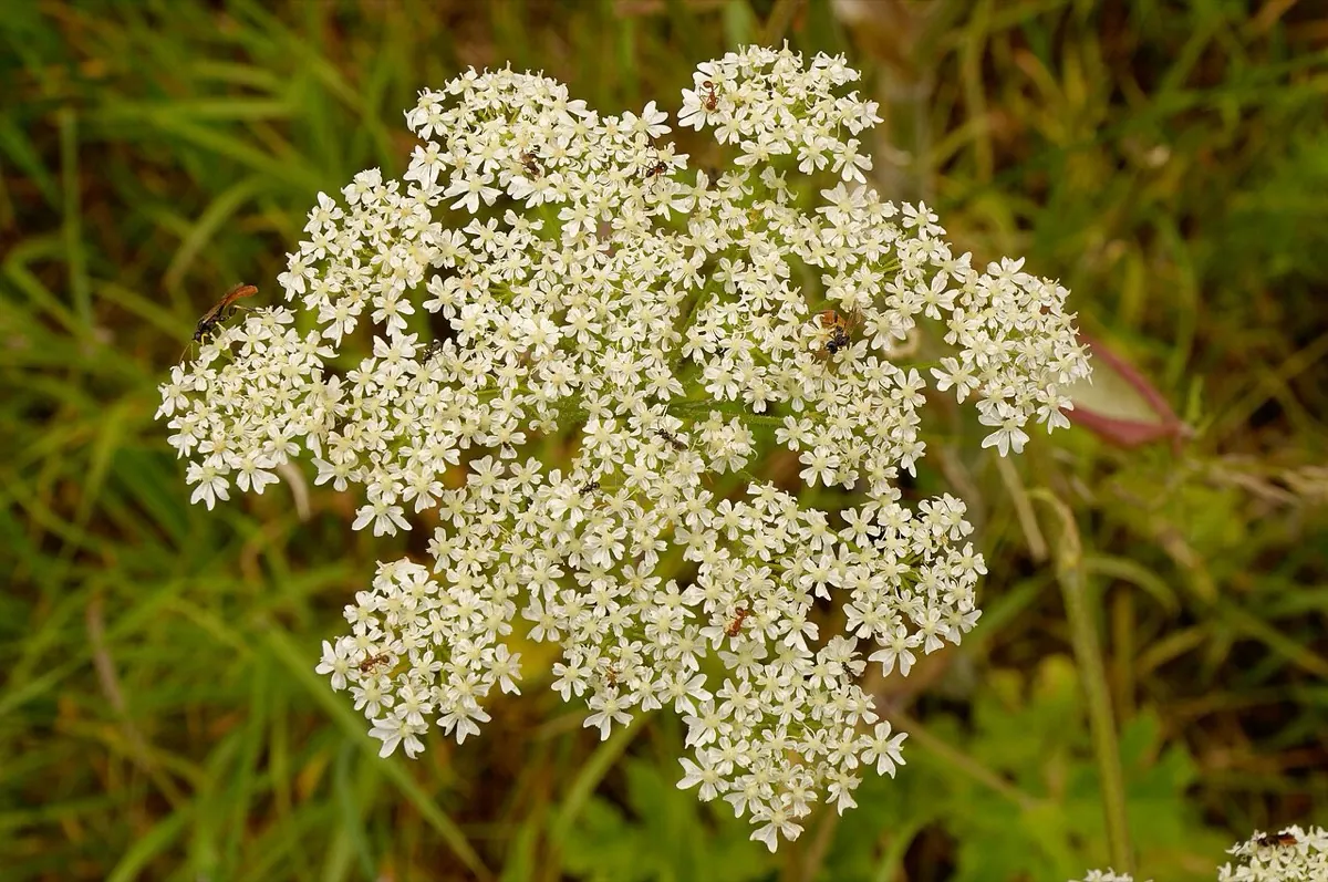 Common Hogweed