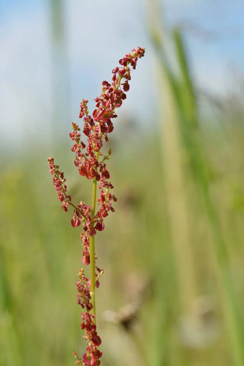 Common Sorrel
