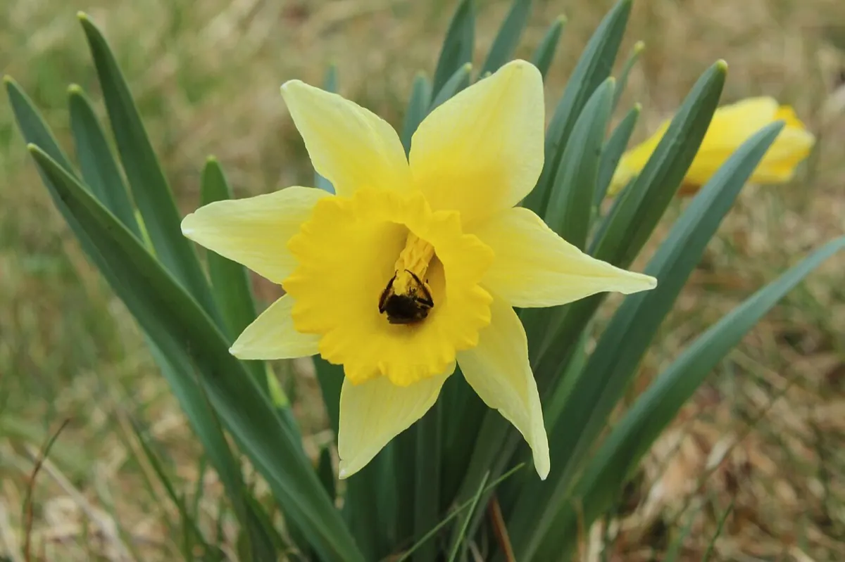 Daffodil