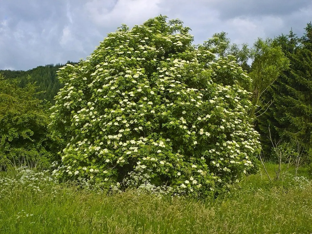 Elderflower