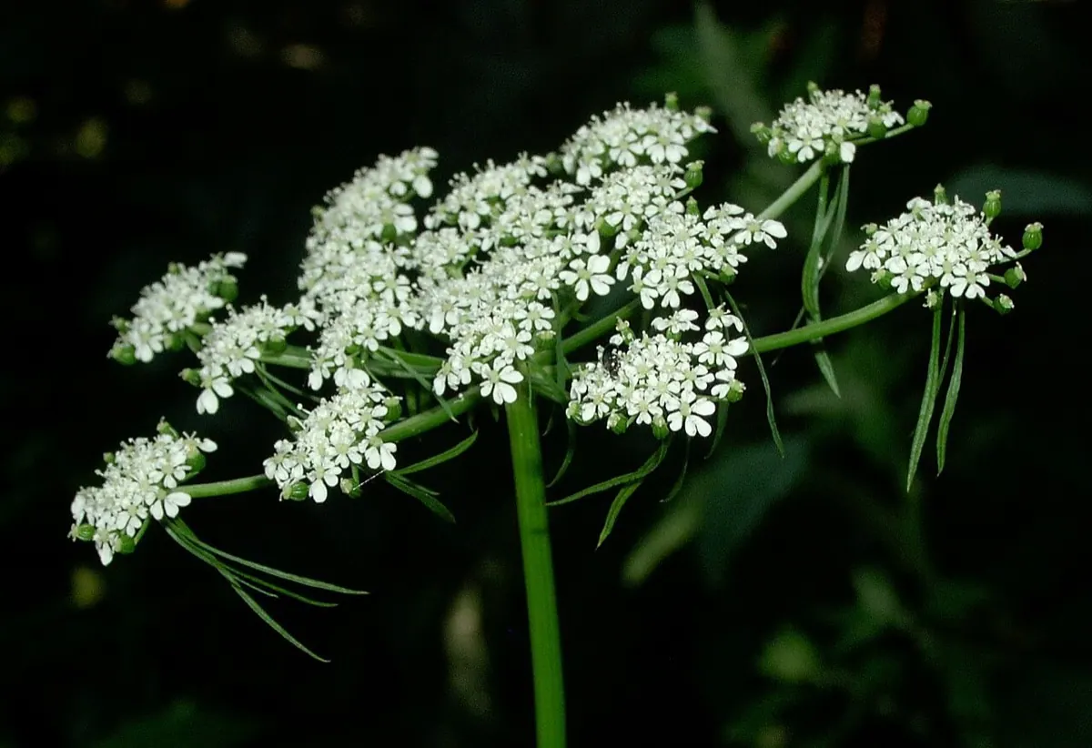 Fool's Parsley