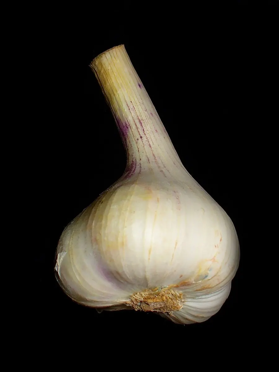 Garlic