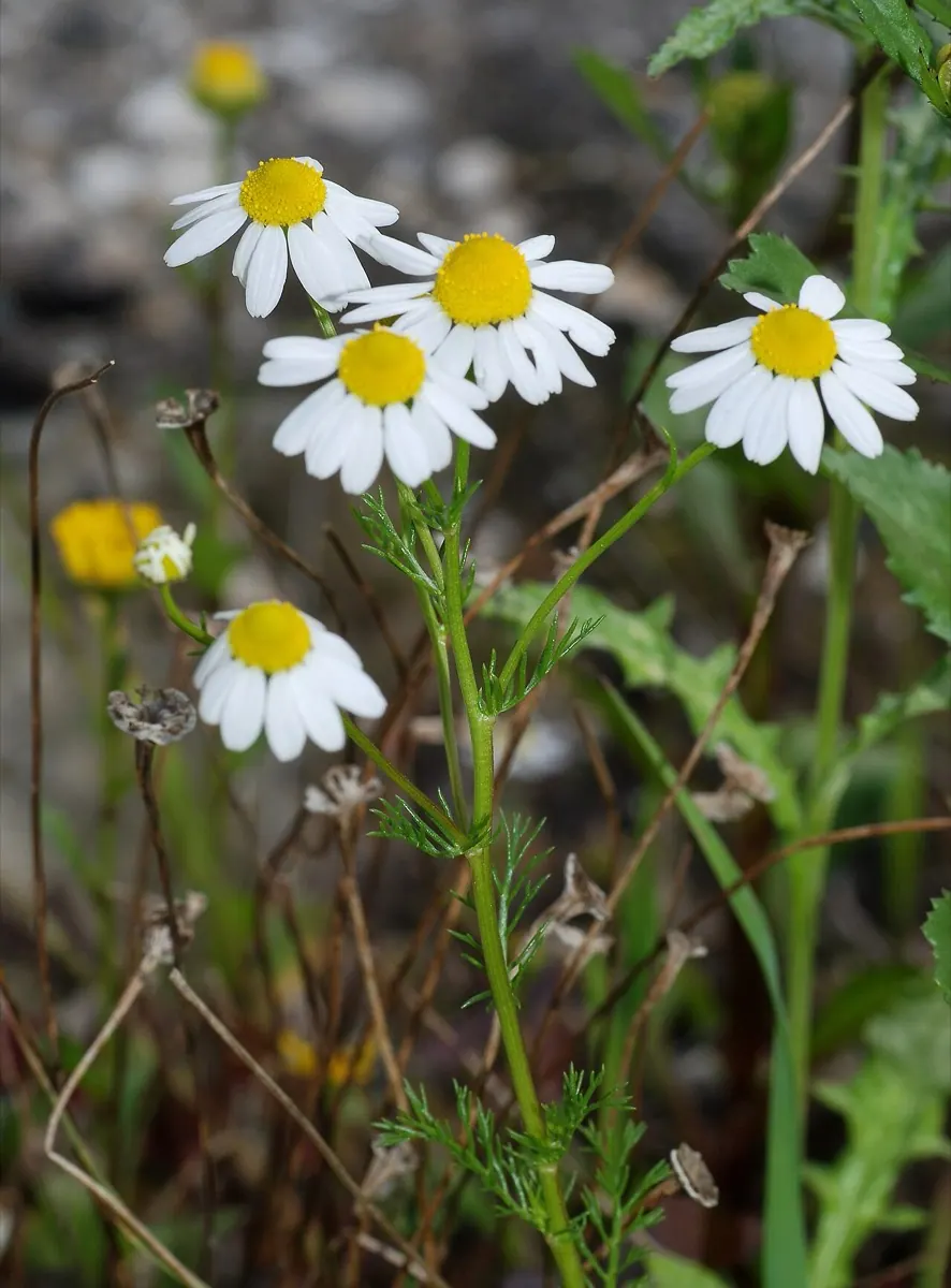 Chamomile (German)
