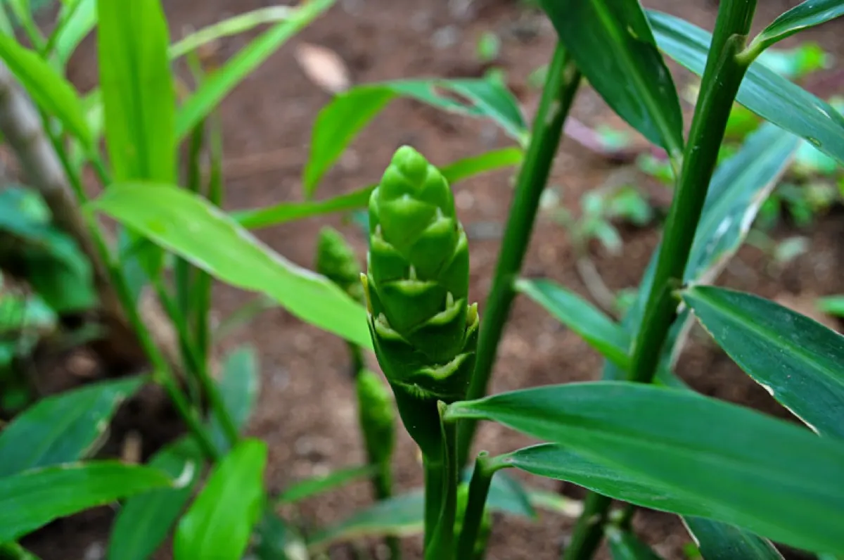 Ginger