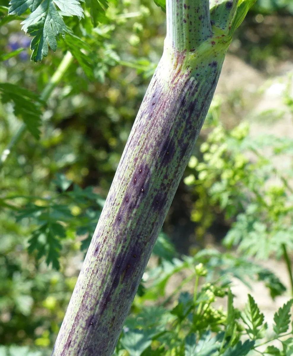 Hemlock