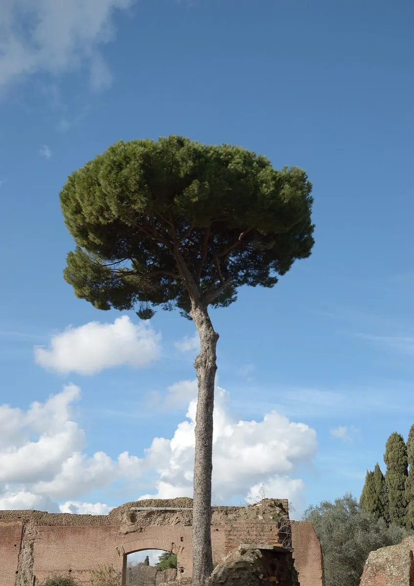 Pine Nut (Stone Pine)