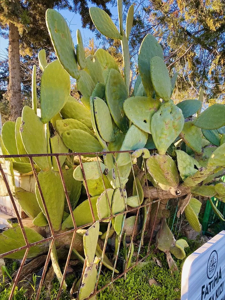 Prickly Pear