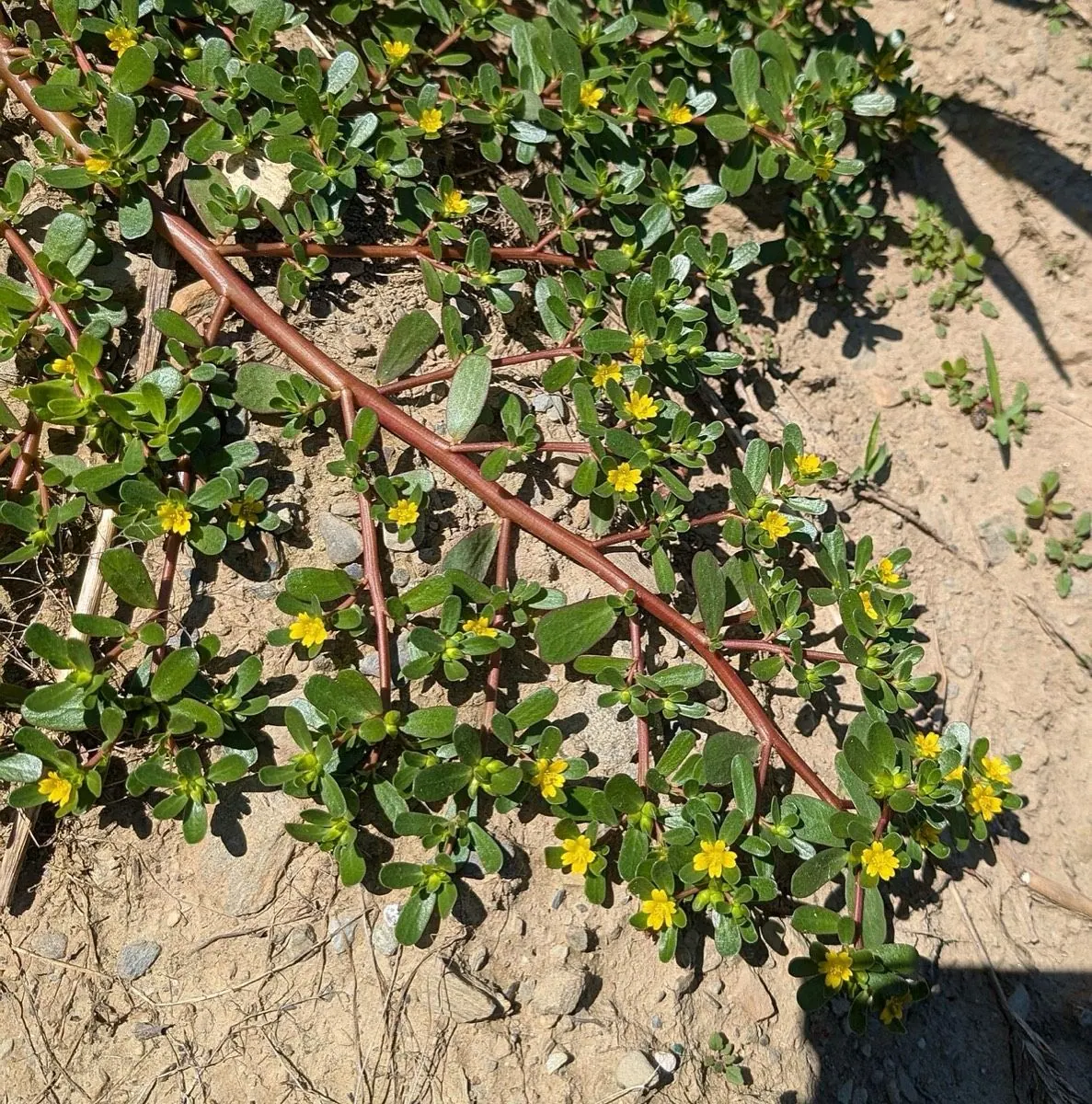 Purslane