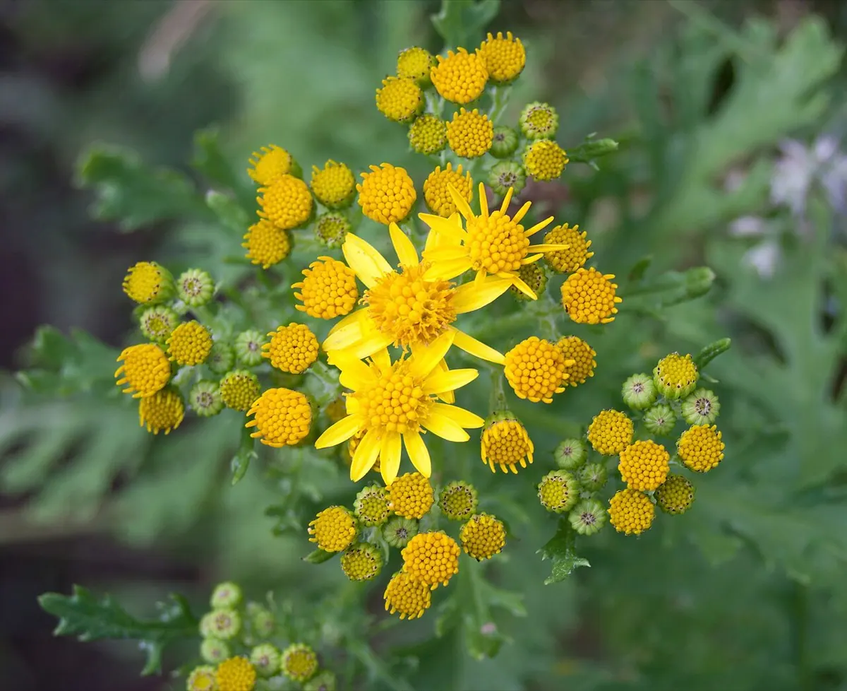 Ragwort