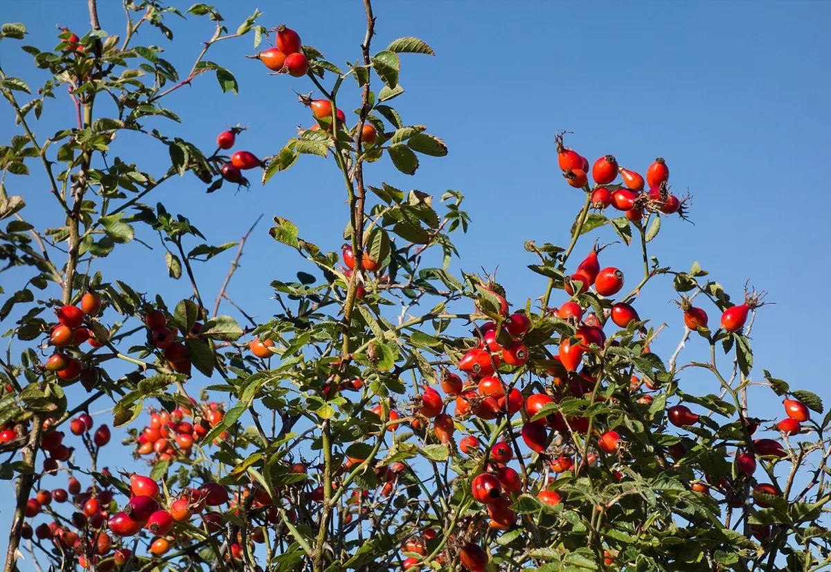 Rose Hip
