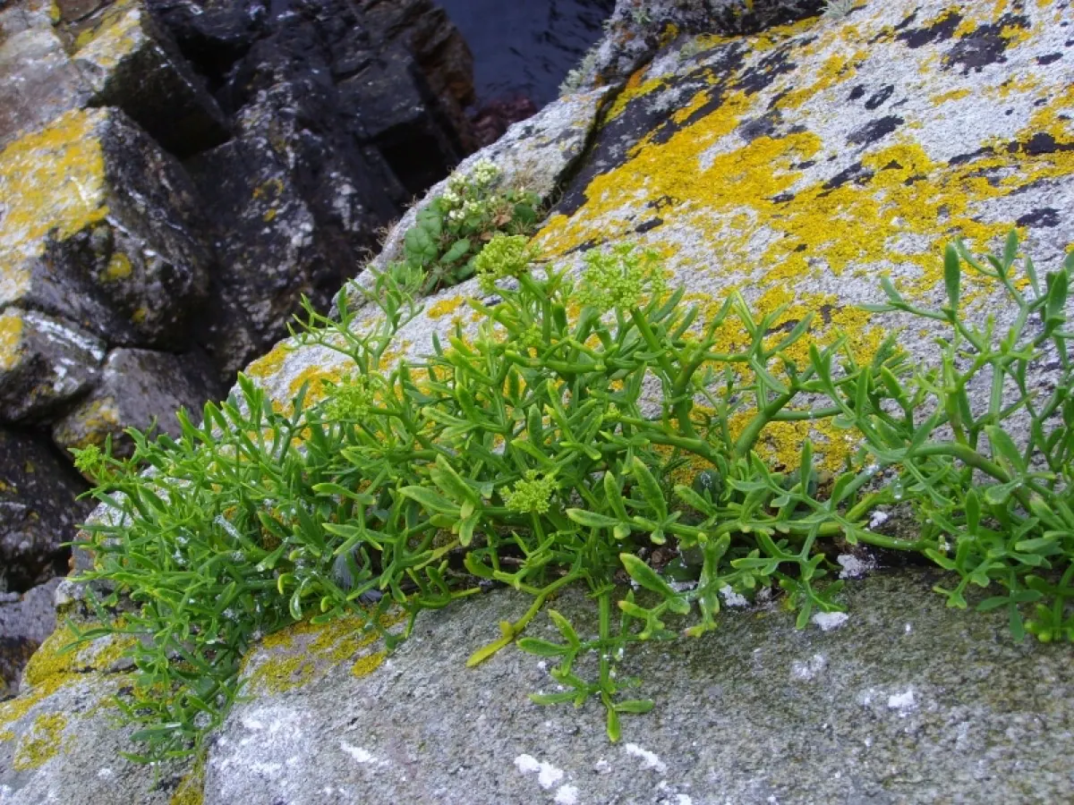 Samphire (Rock and Marsh)