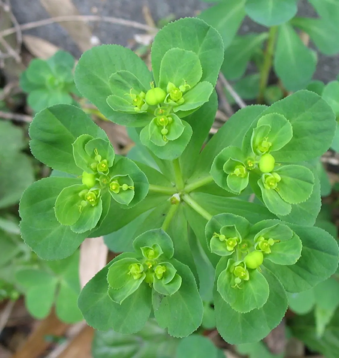 Spurge
