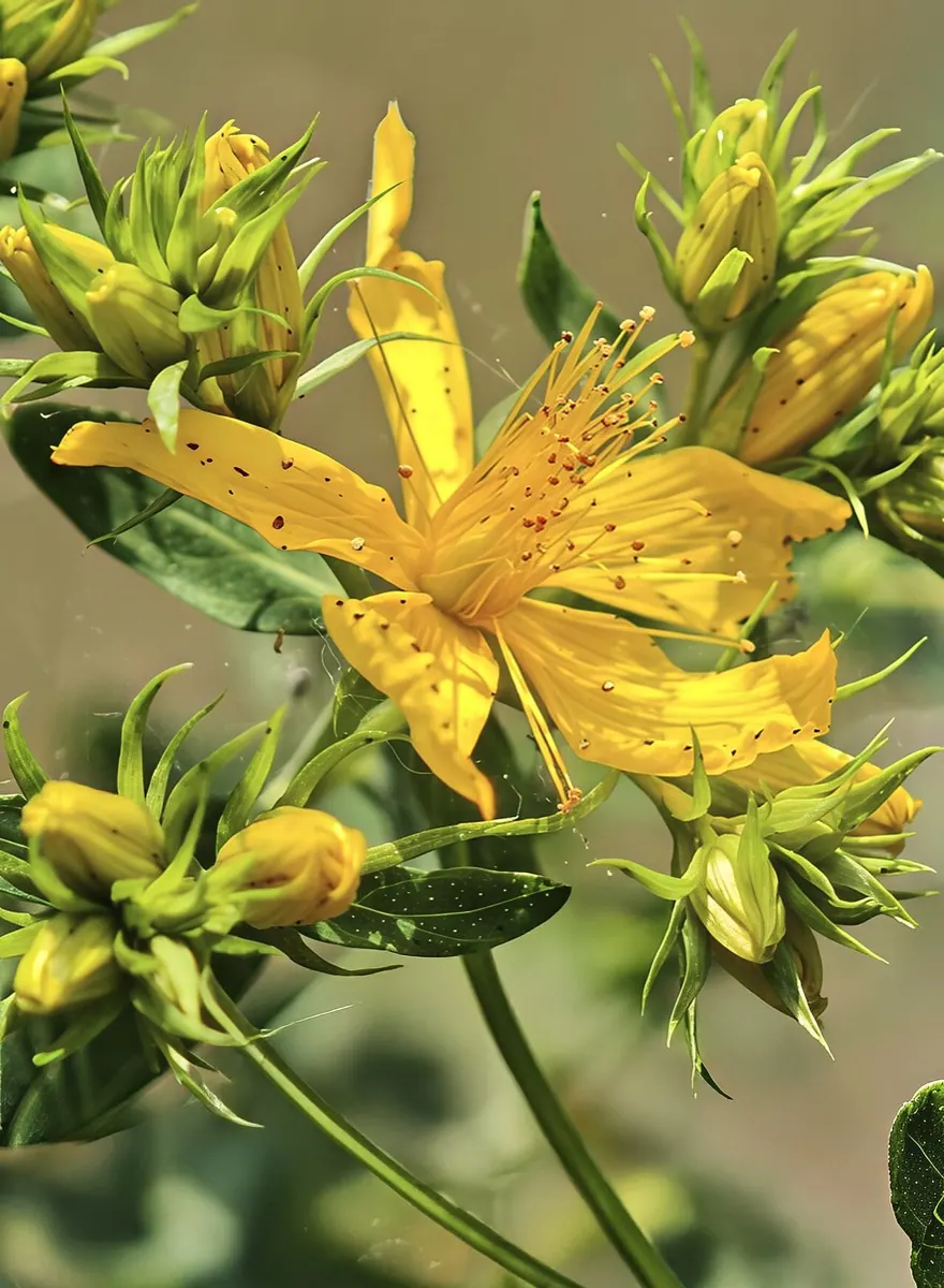 St John's Wort