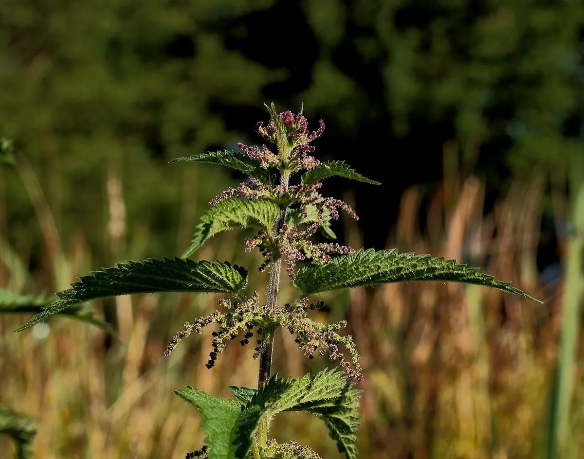 Stinging Nettle