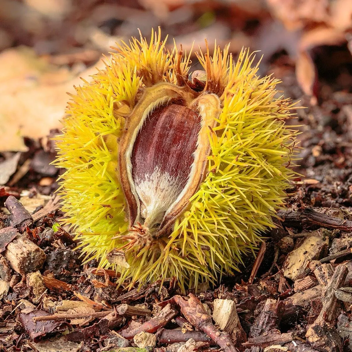 Sweet Chestnut