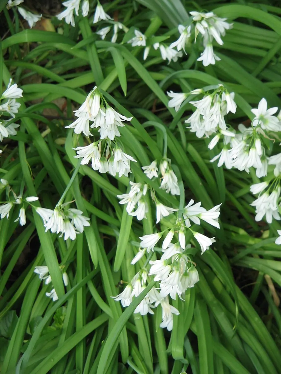 Three-Cornered Leek