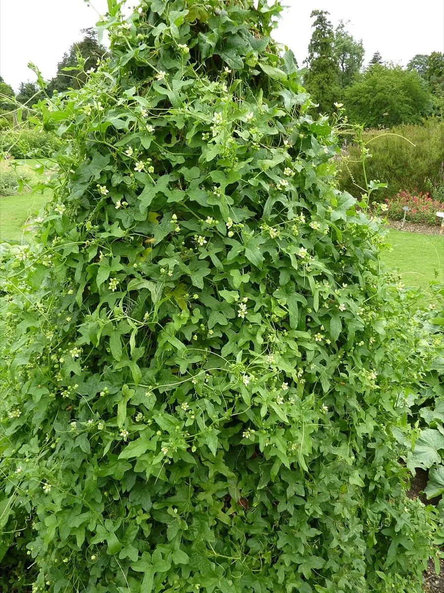 White Bryony