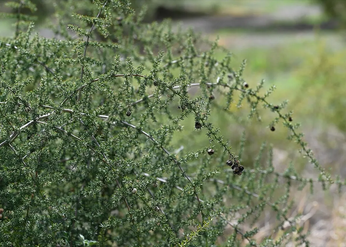 Wild Asparagus