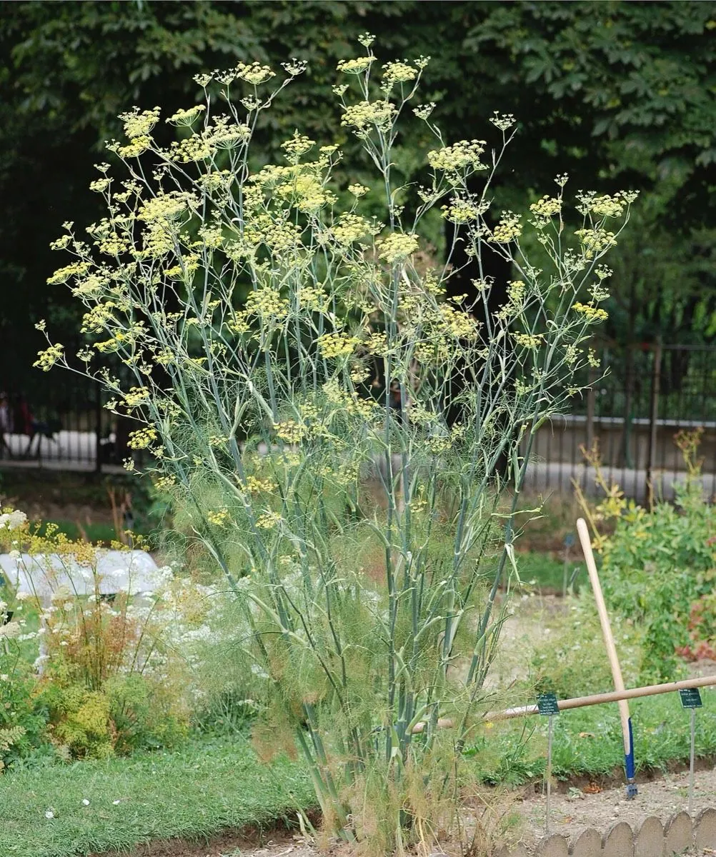 Wild Fennel